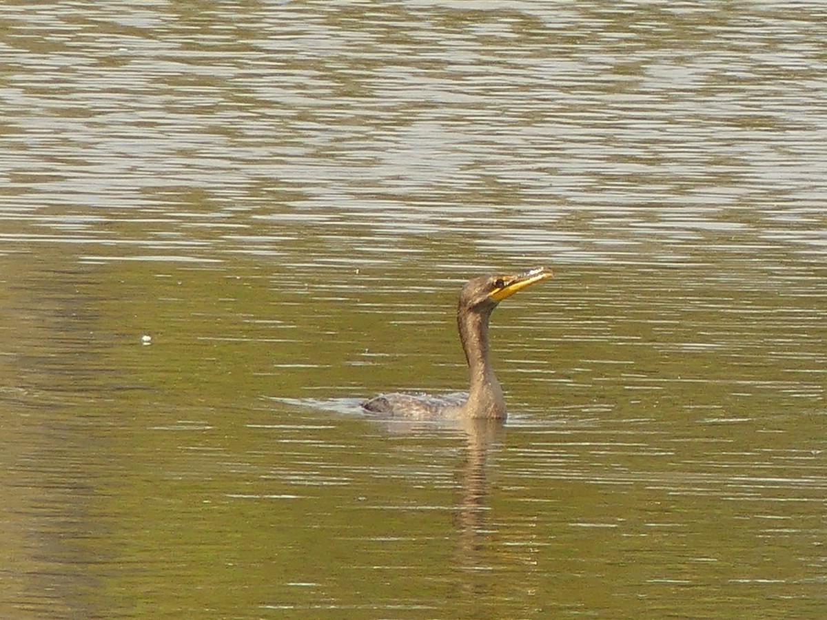 Double-crested Cormorant - ML643708177