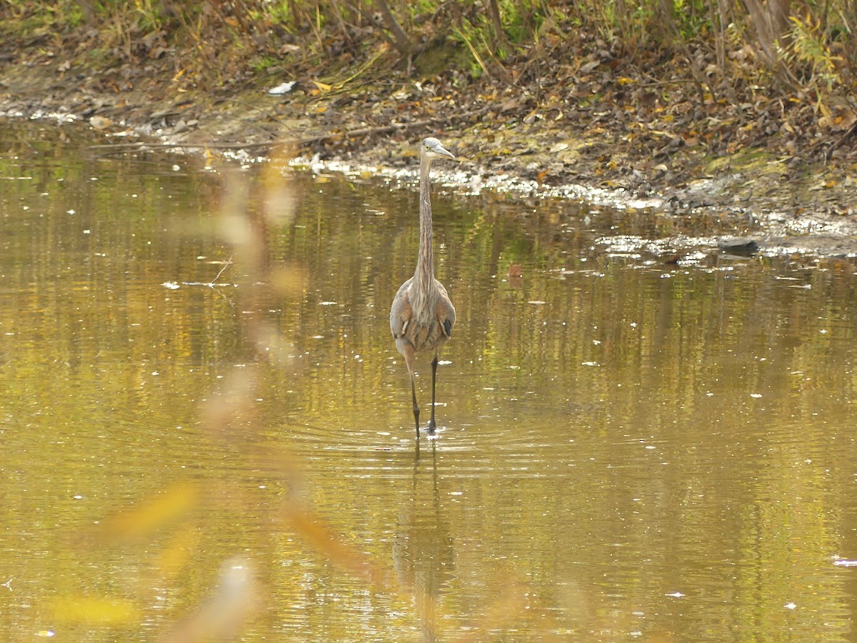 Great Blue Heron - ML643708200