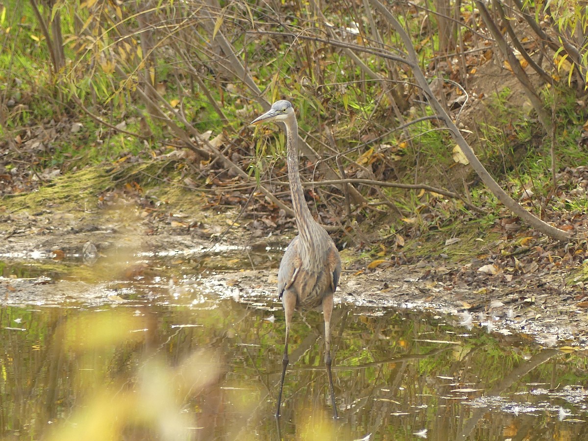 Great Blue Heron - ML643708201