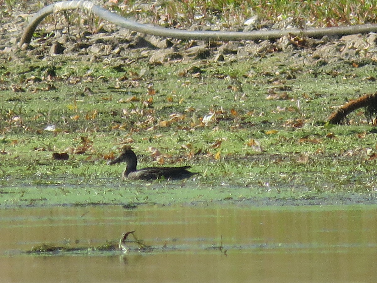 Blue-winged Teal - ML643708207