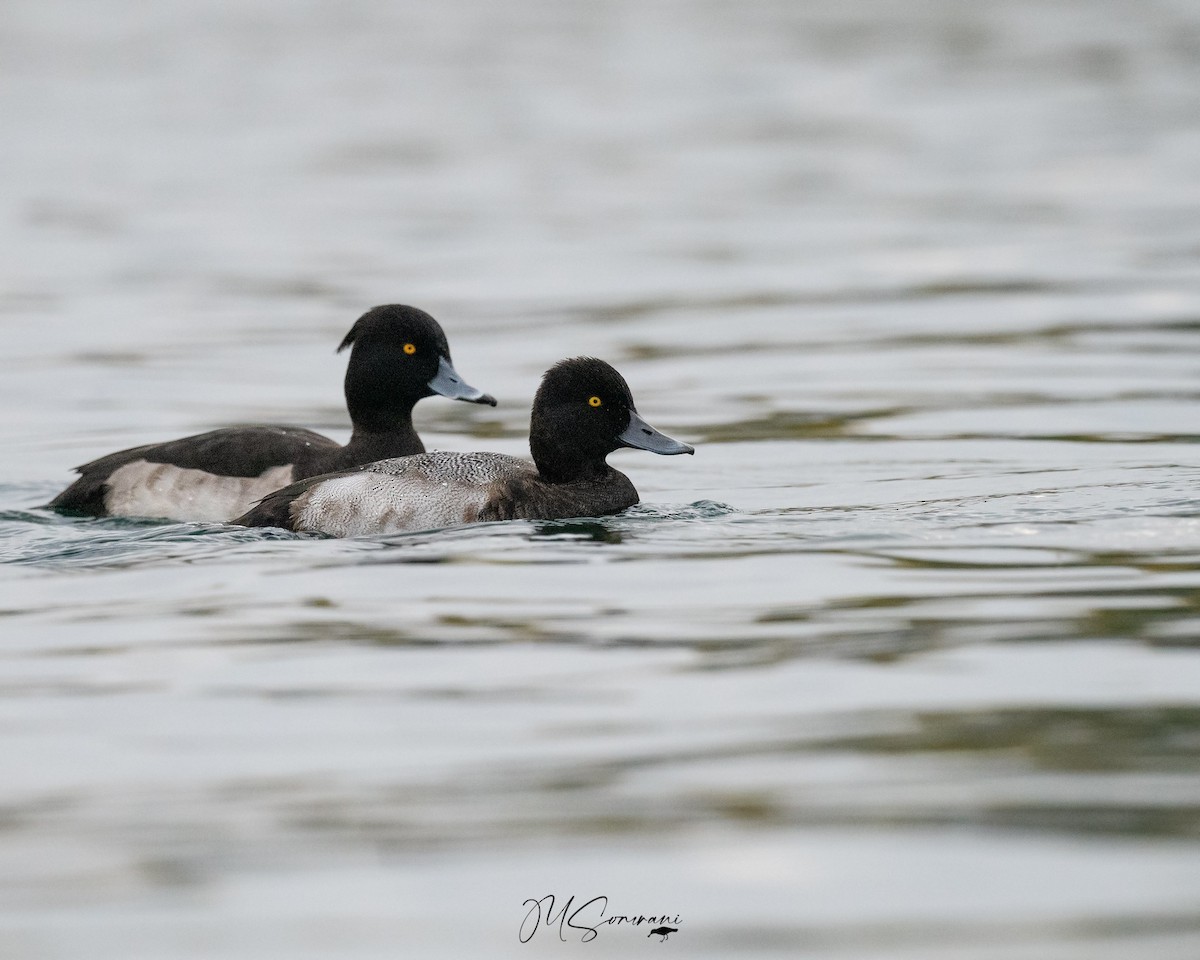 Lesser Scaup - ML643708208