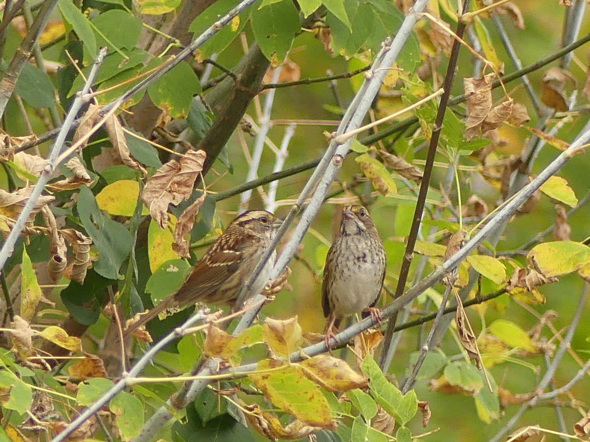 White-throated Sparrow - ML643708252