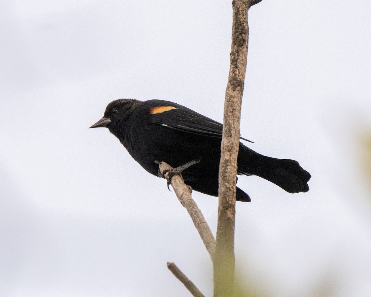 Red-winged Blackbird - ML643708269