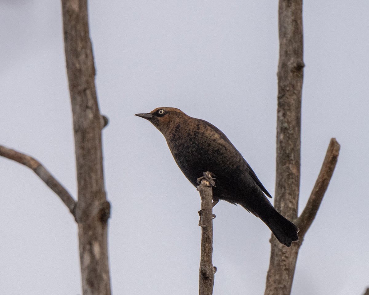 Rusty Blackbird - ML643708274