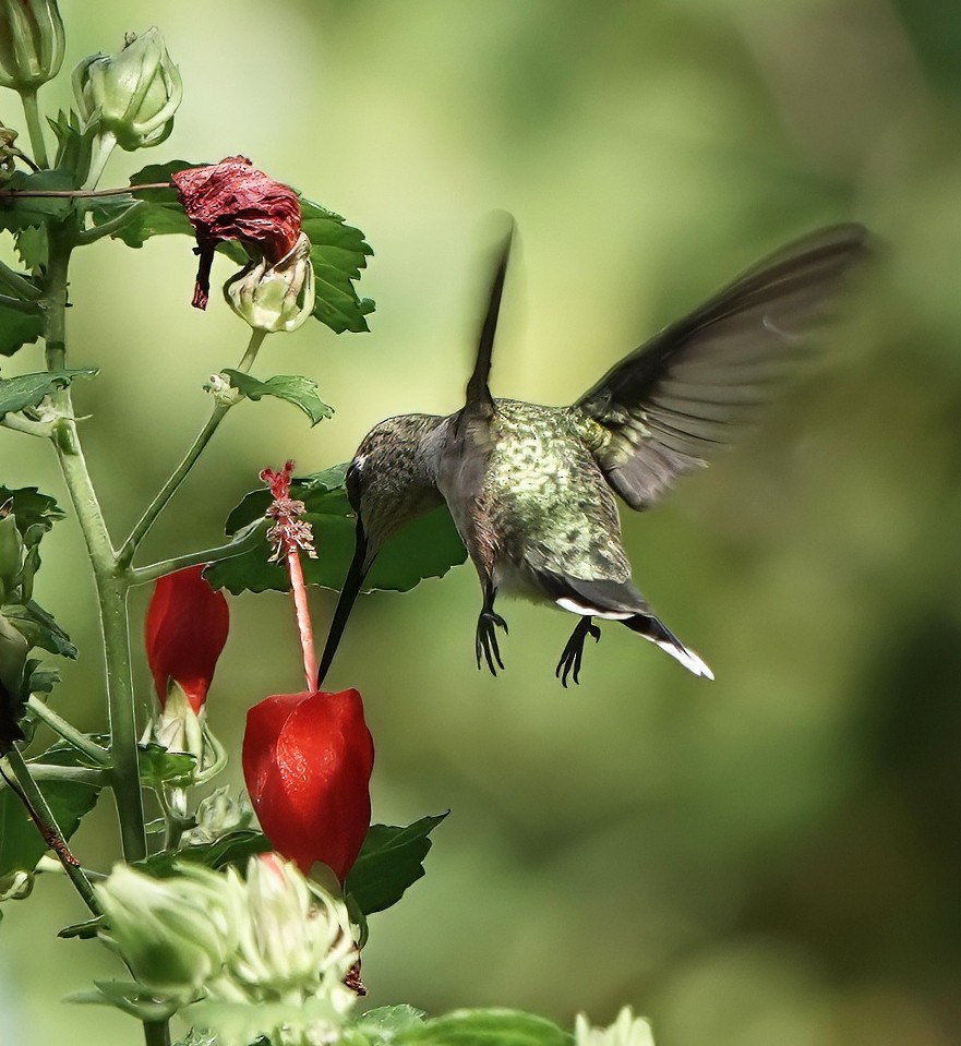 Ruby-throated Hummingbird - ML643708277