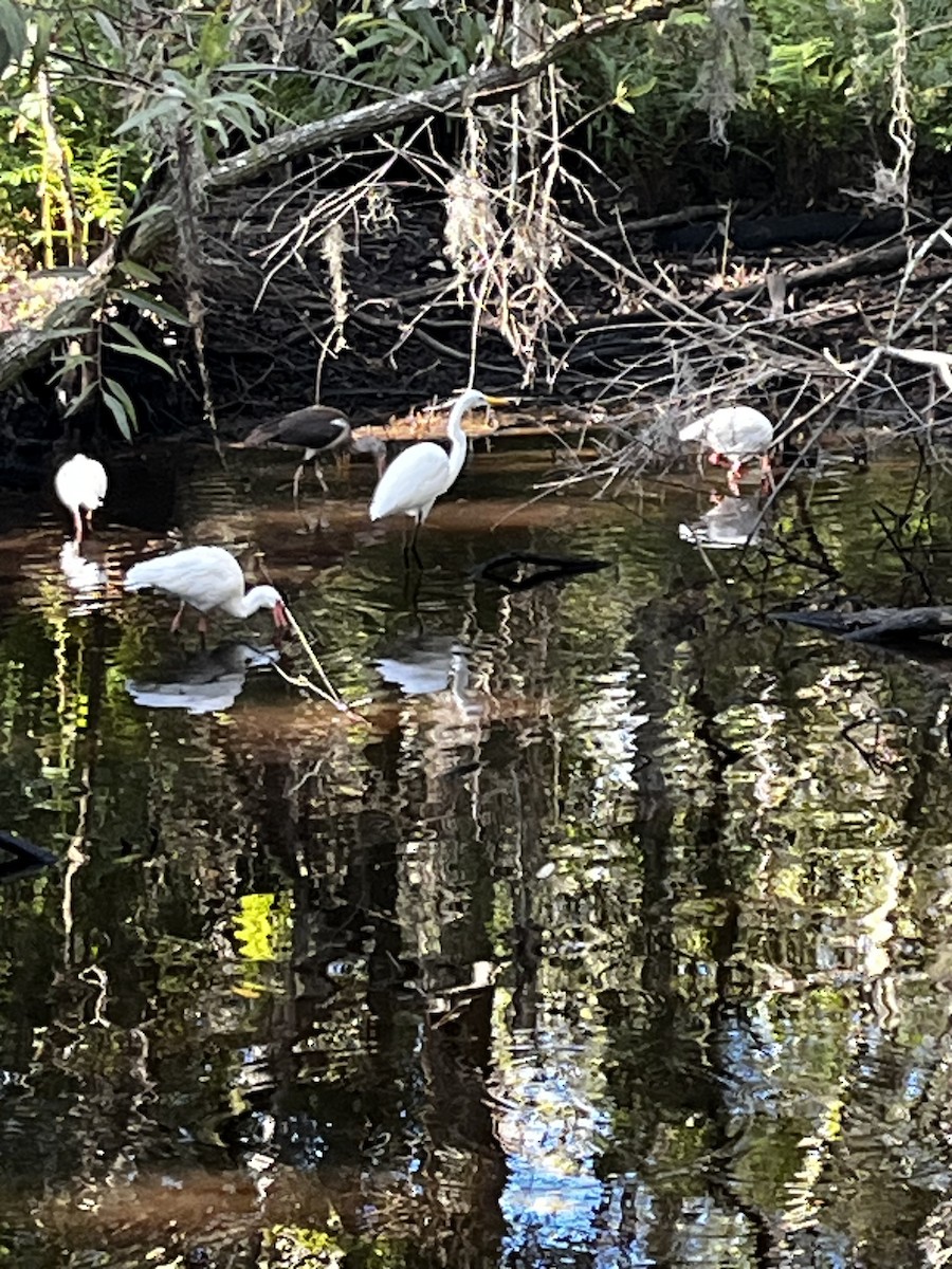 Wood Stork - ML643708289