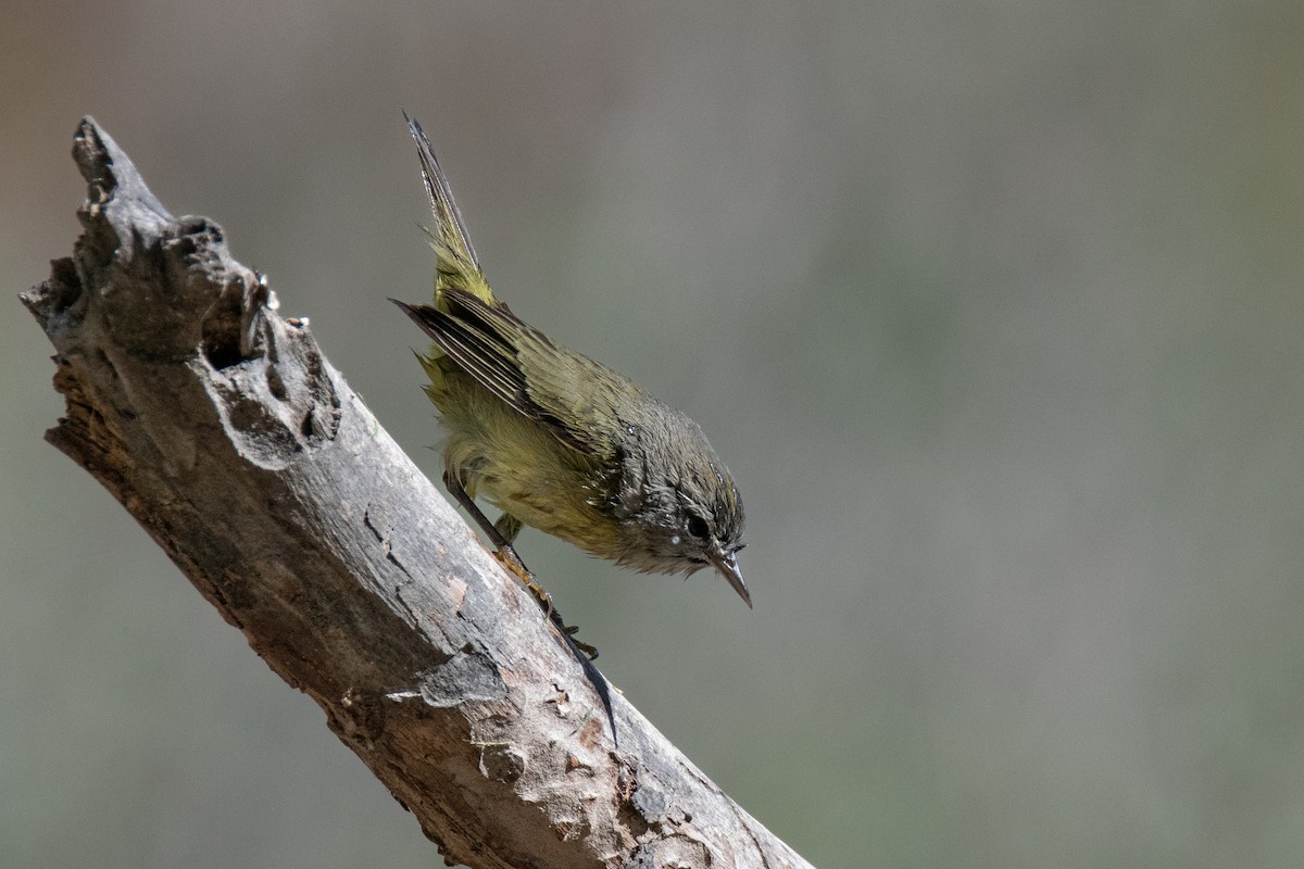 Orange-crowned Warbler - ML643708311