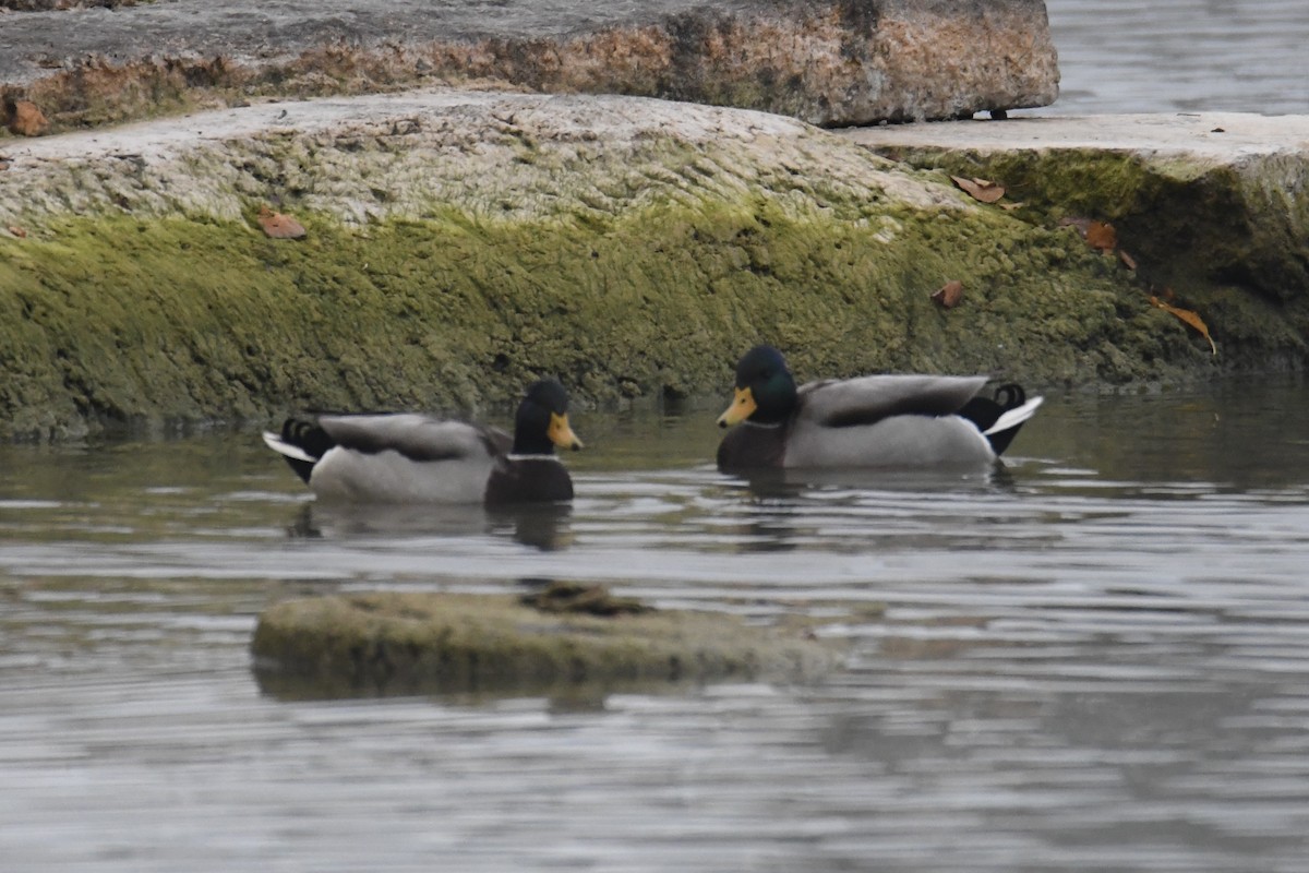 stokkand - ML643708320