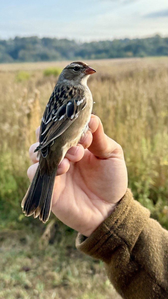 White-crowned Sparrow - ML643708322