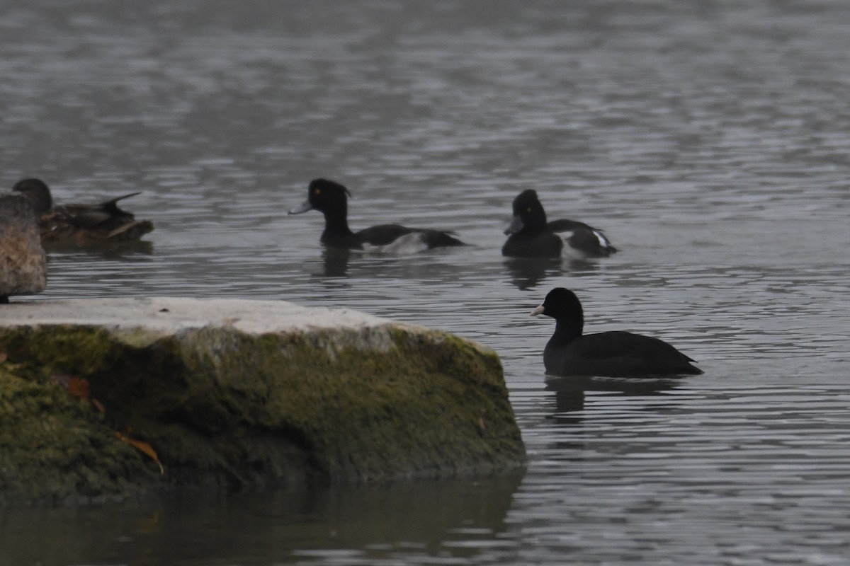 toppand - ML643708325