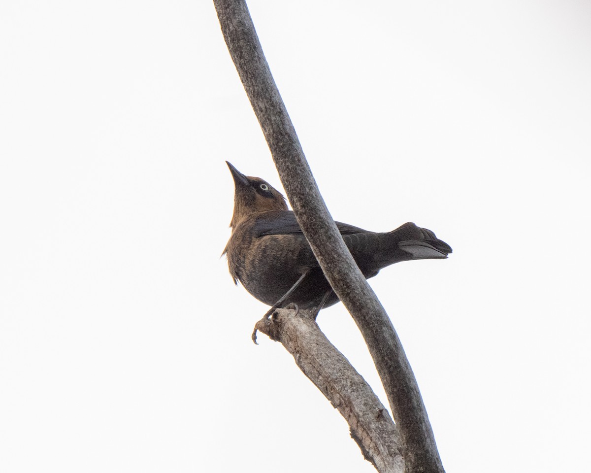 Rusty Blackbird - ML643708328