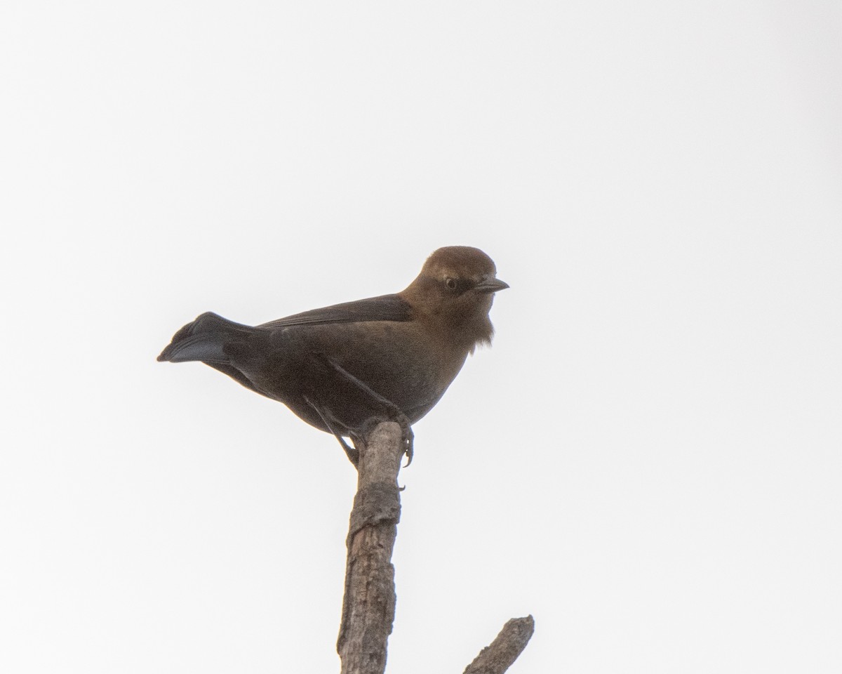 Rusty Blackbird - ML643708331