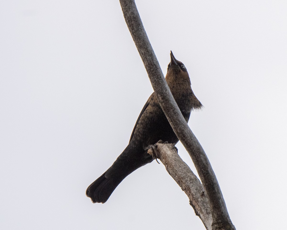 Rusty Blackbird - ML643708332