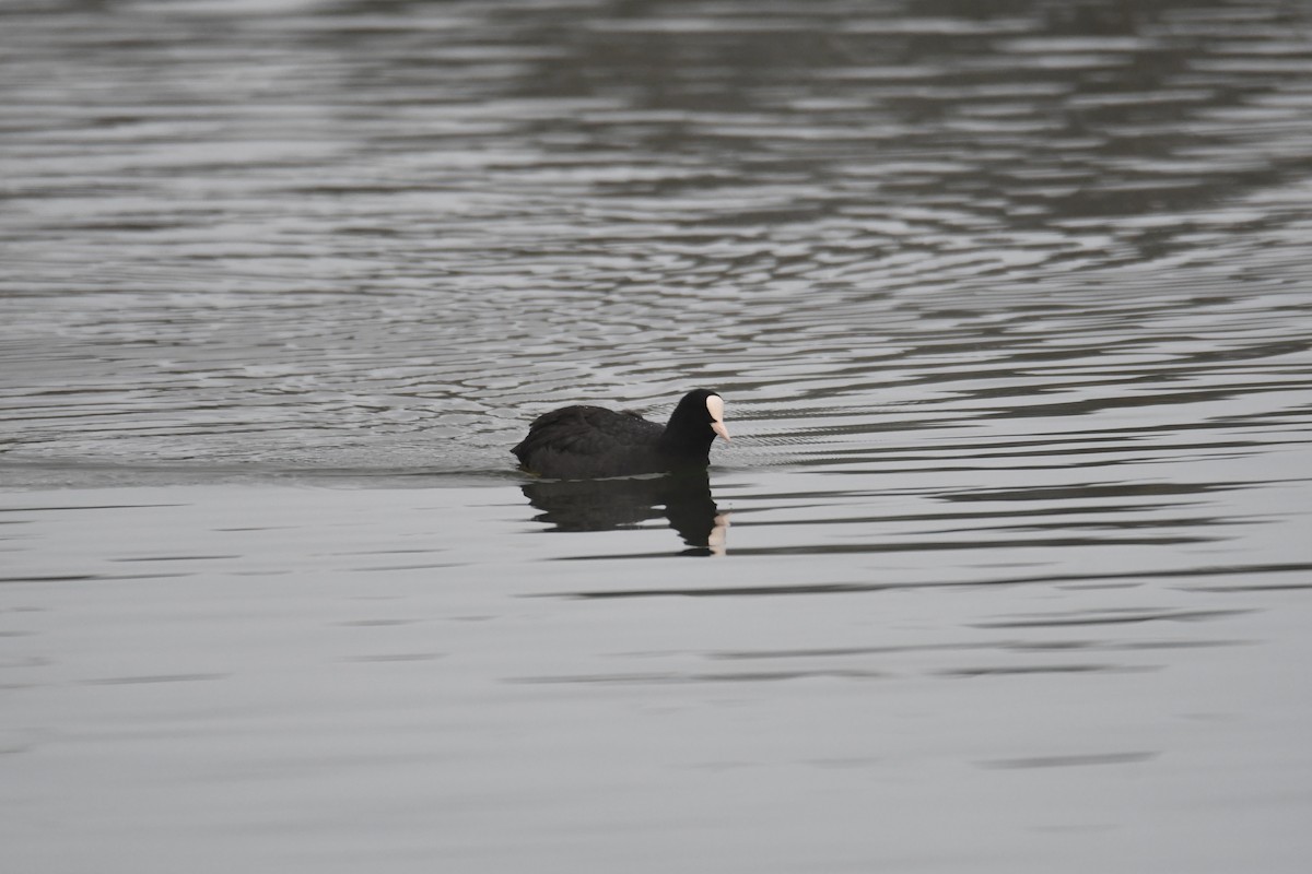 sothøne - ML643708338