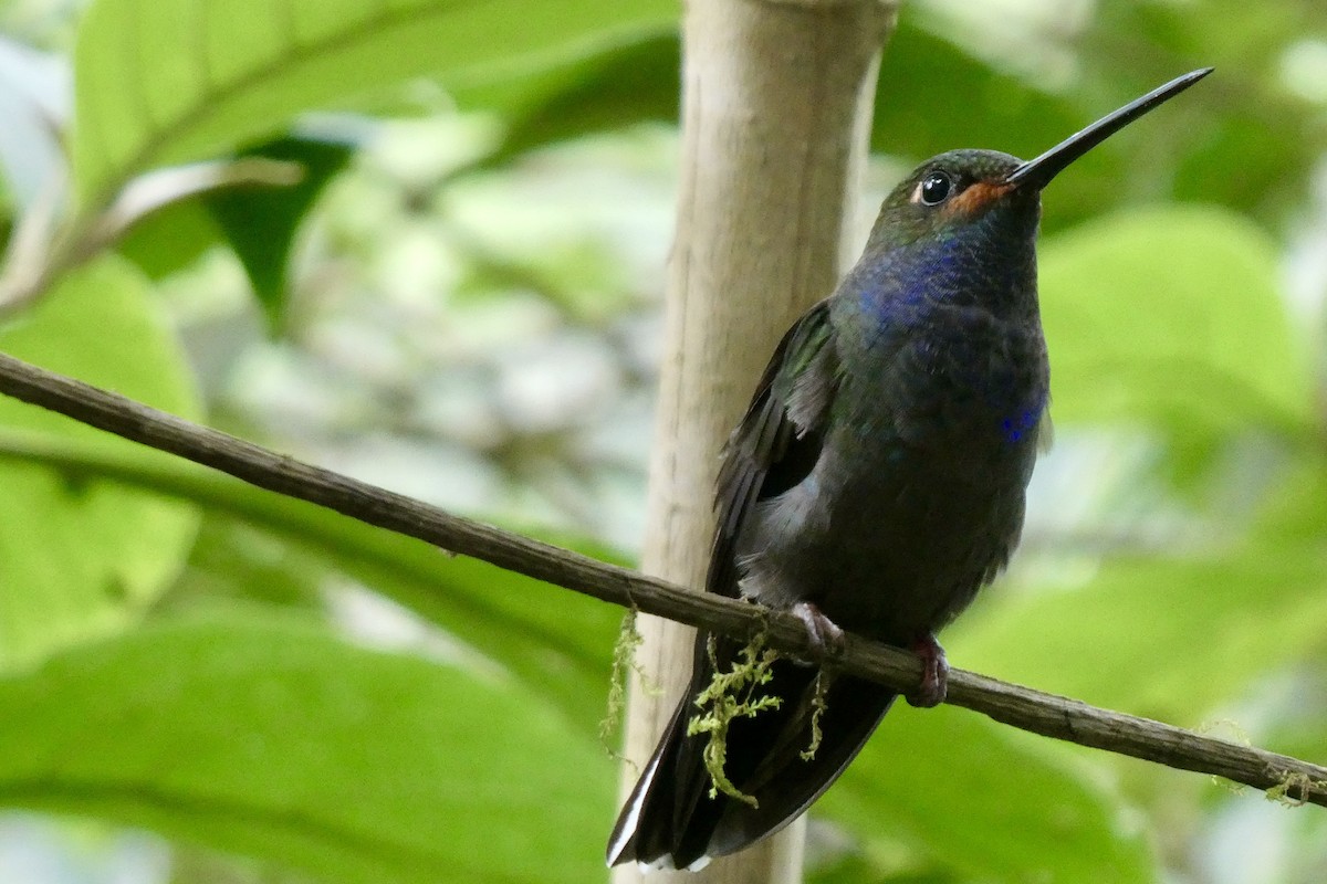 Colibri de Bouguer - ML643708339