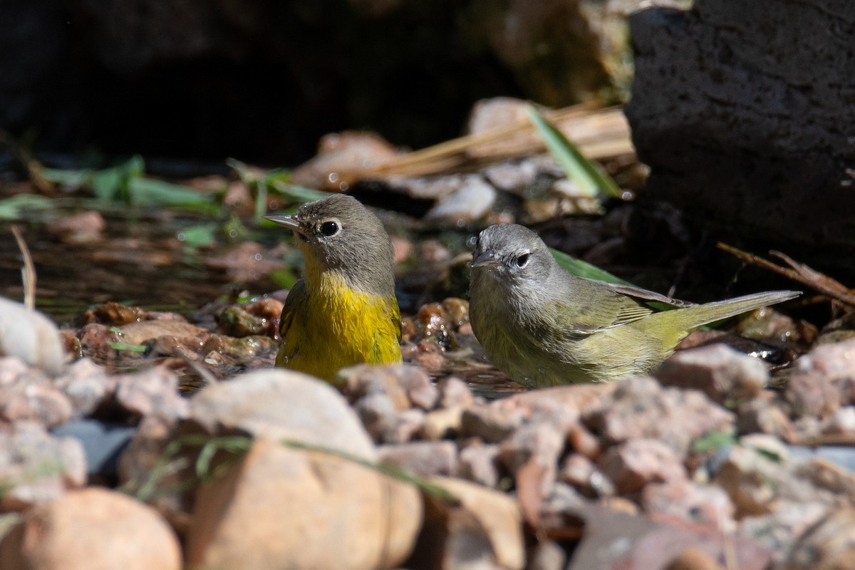 Nashville Warbler - ML643708358