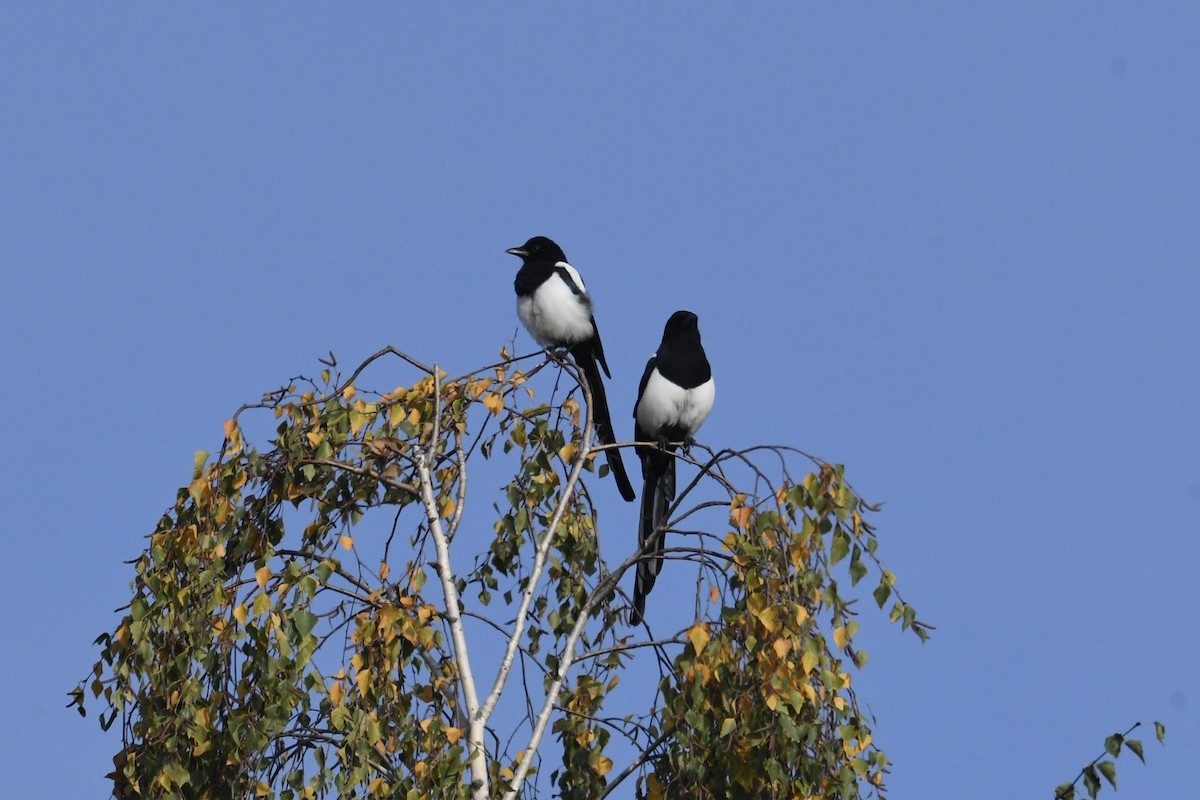 skjære - ML643708361