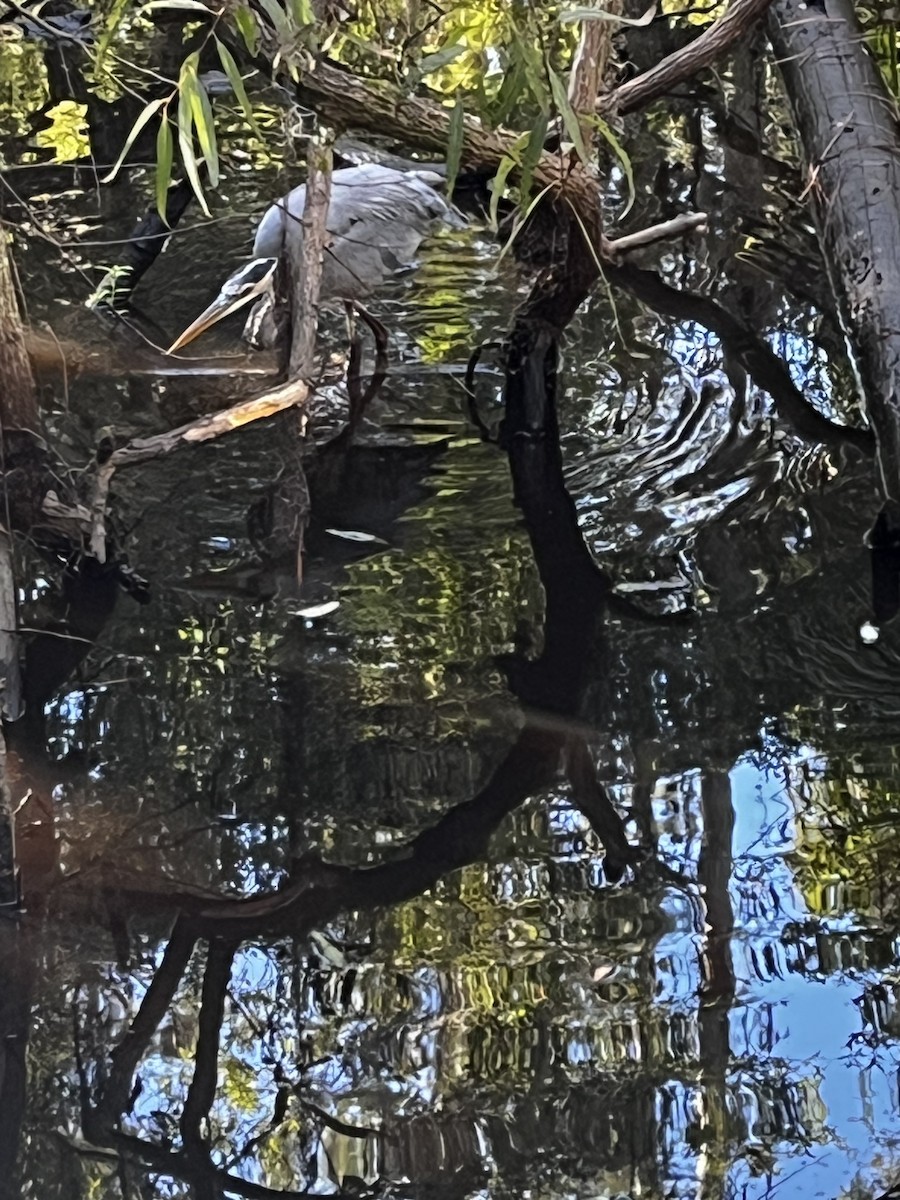 Great Blue Heron - ML643708365