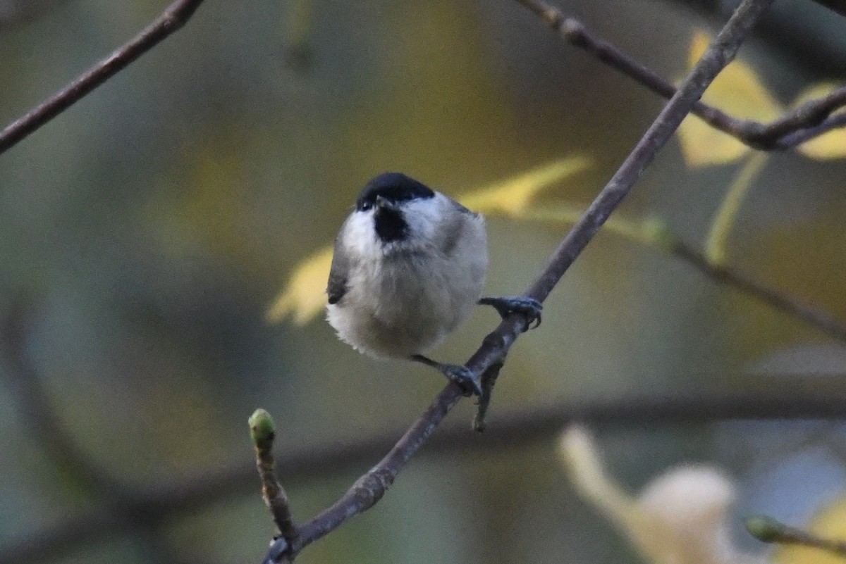 løvmeis - ML643708375