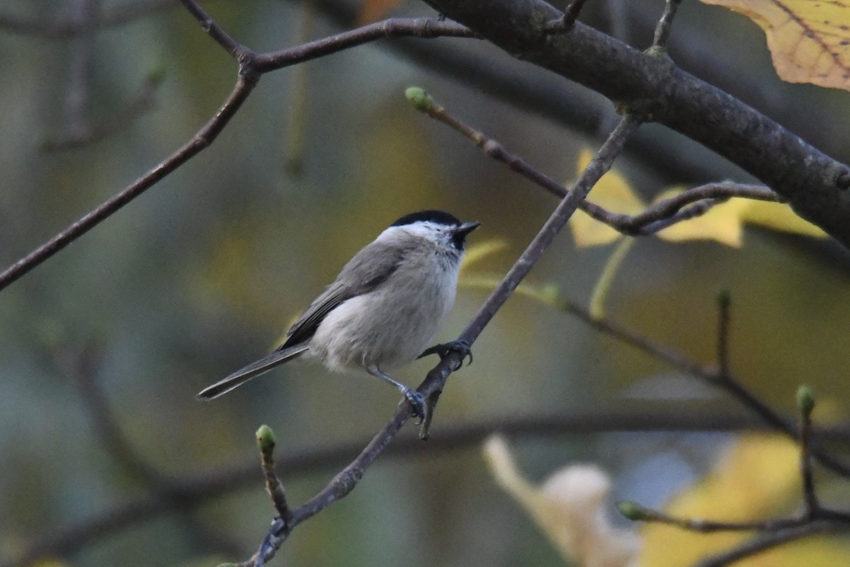 løvmeis - ML643708376