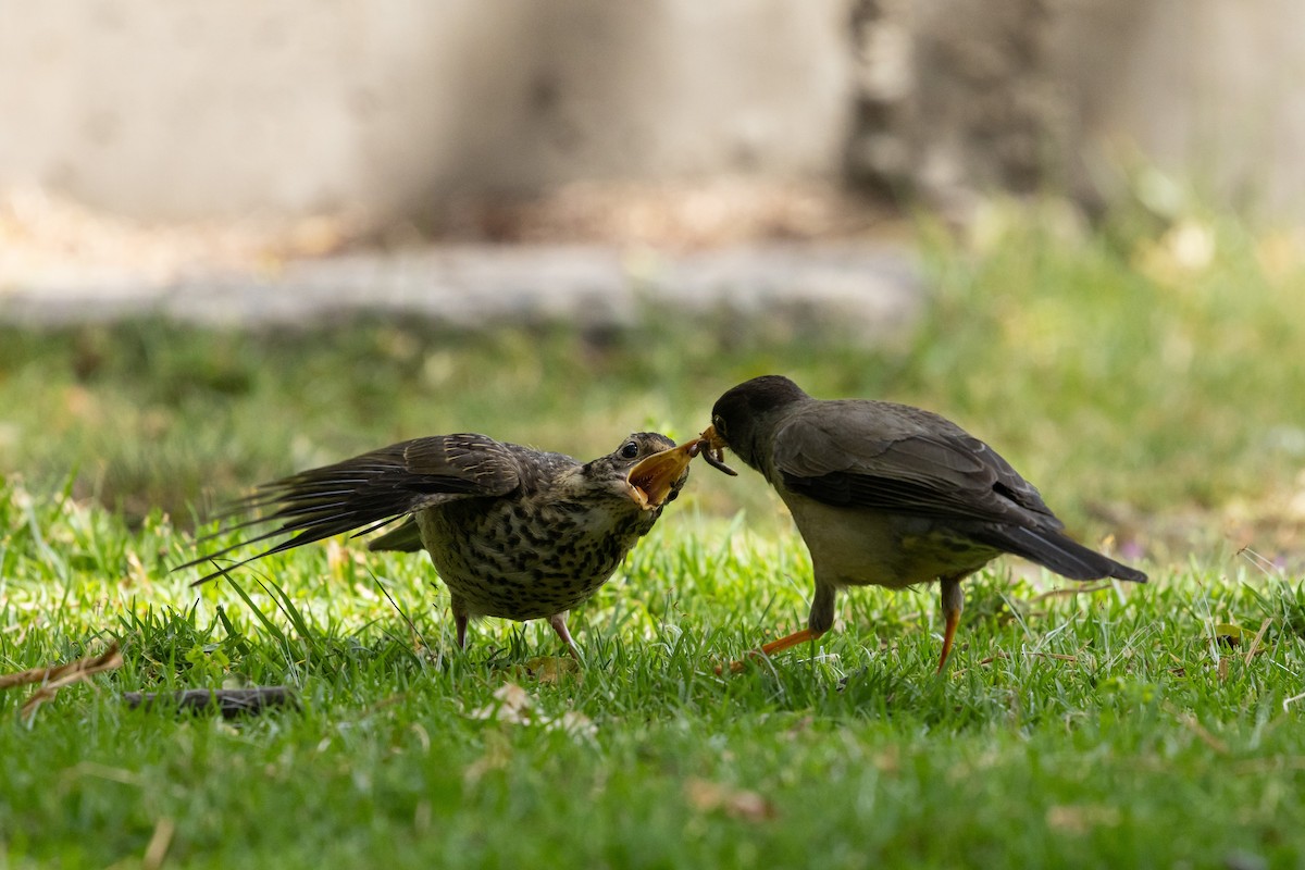Austral Thrush (Magellan) - Ariel Cabrera Foix