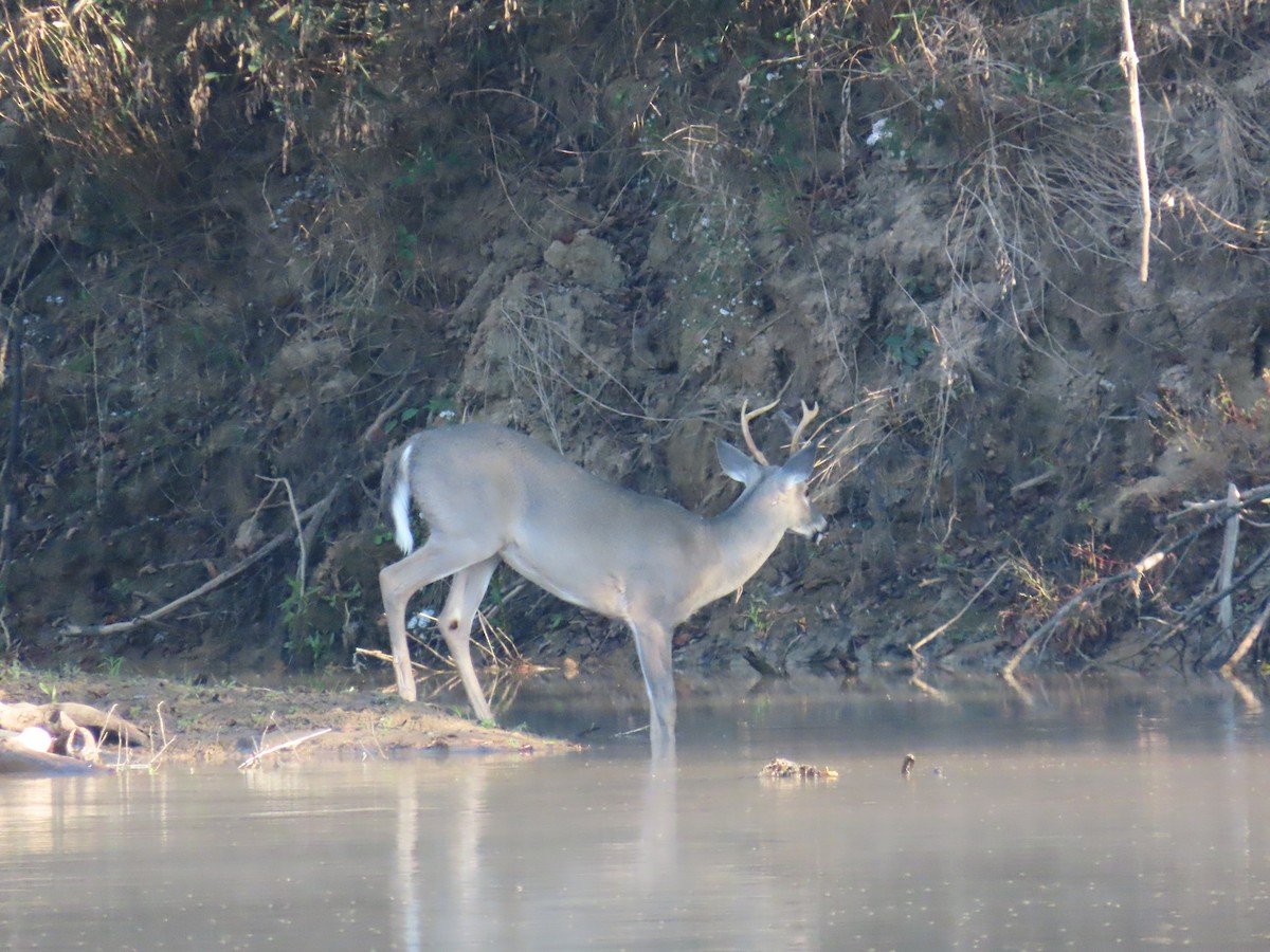 Animals - ML643708395