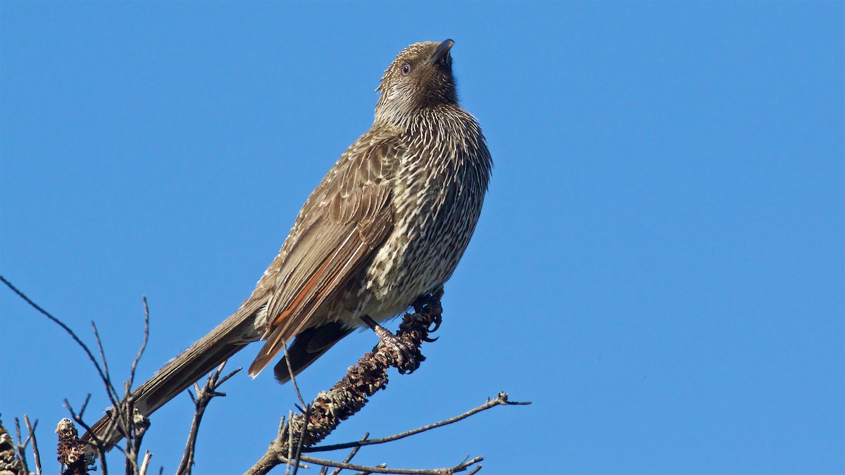 Little Wattlebird - ML643708400