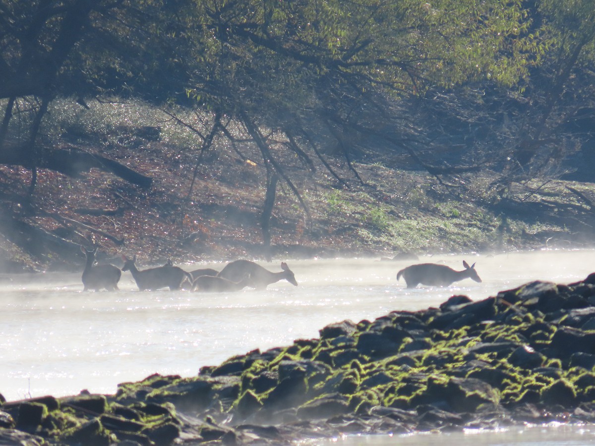 Animals - ML643708408