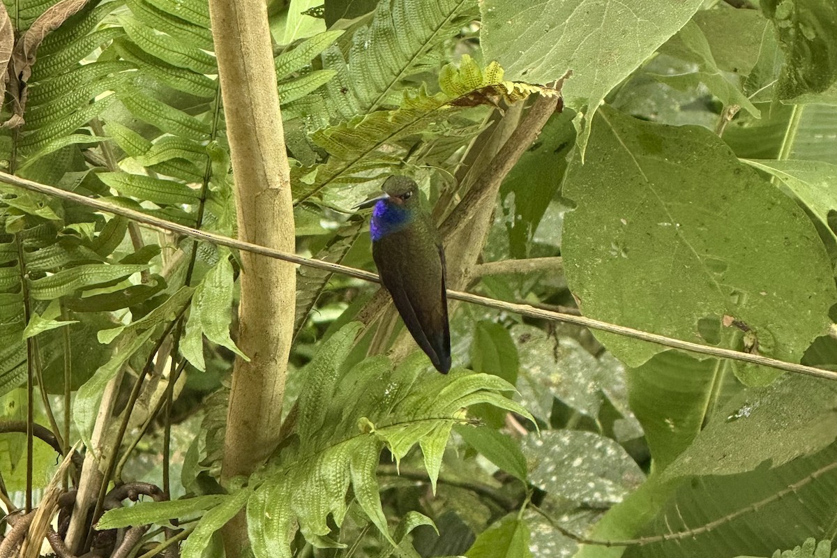 Colibri de Bouguer - ML643708412