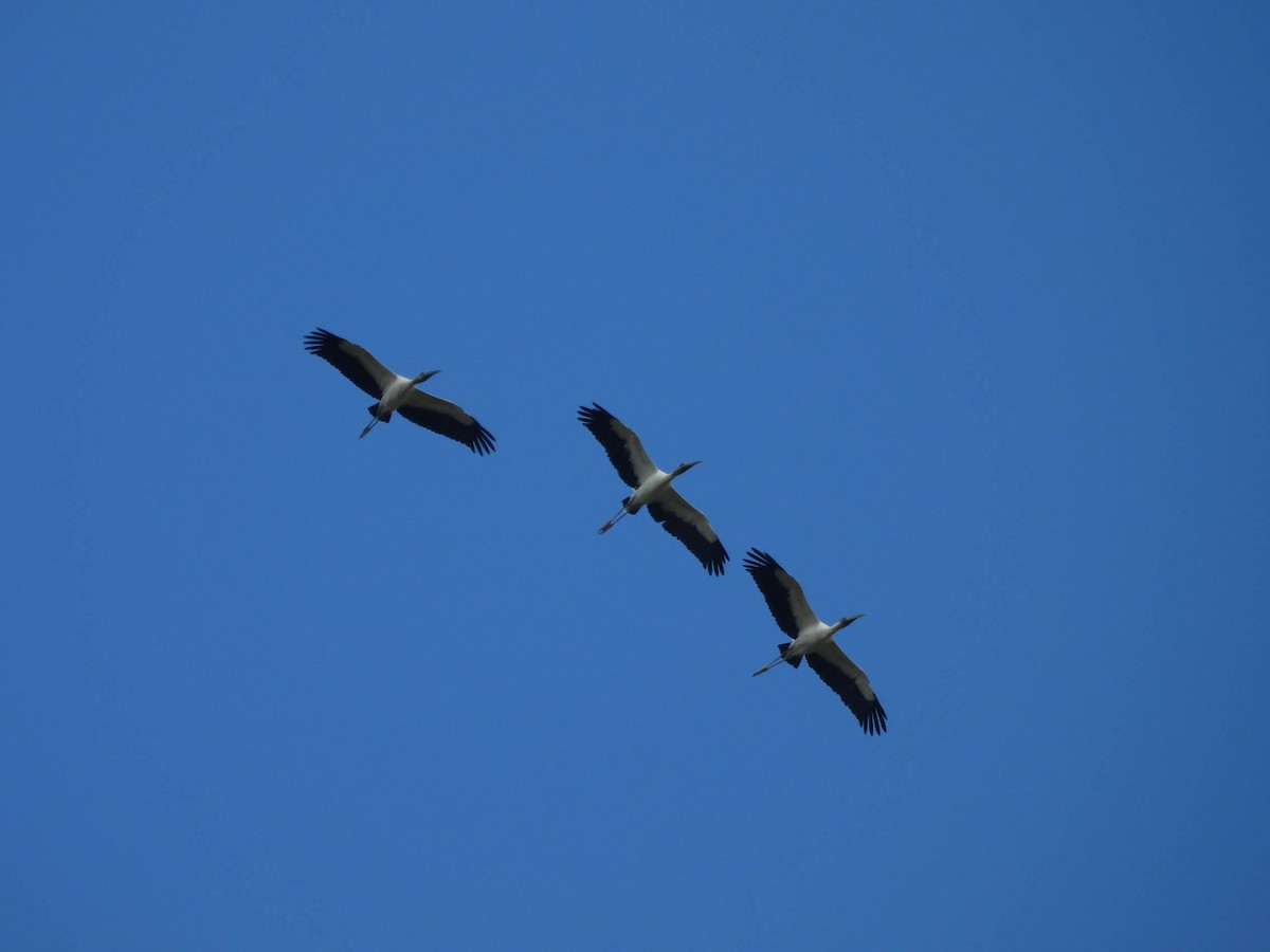 amerikastork - ML643708425