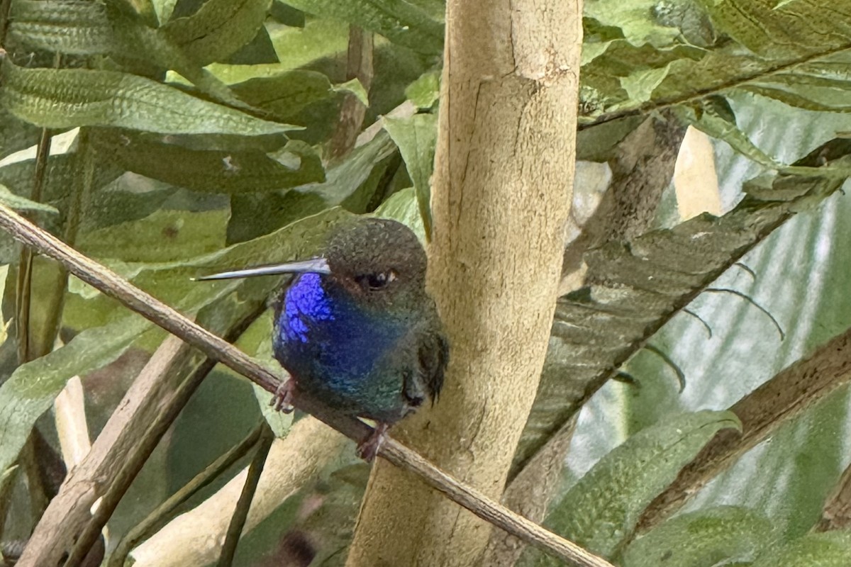 Colibri de Bouguer - ML643708428