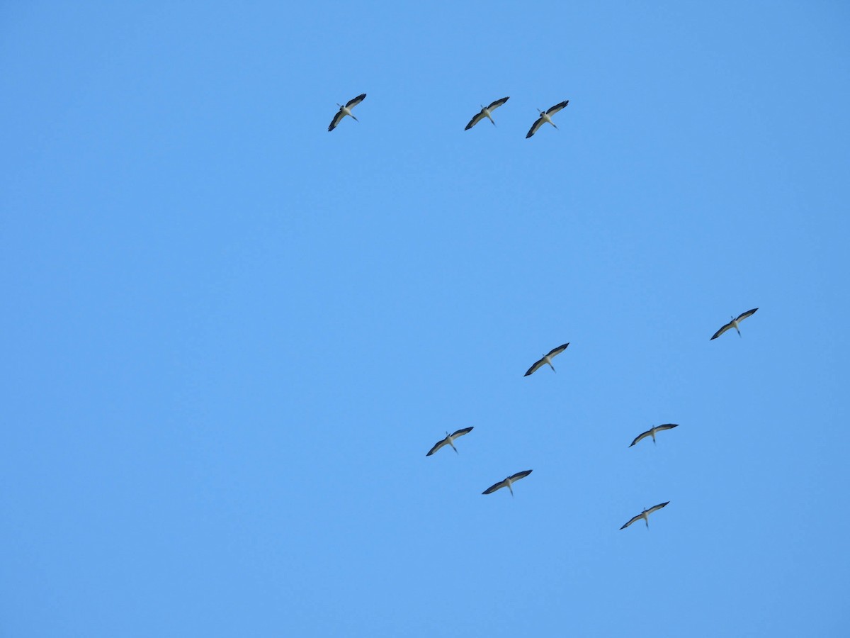amerikastork - ML643708429