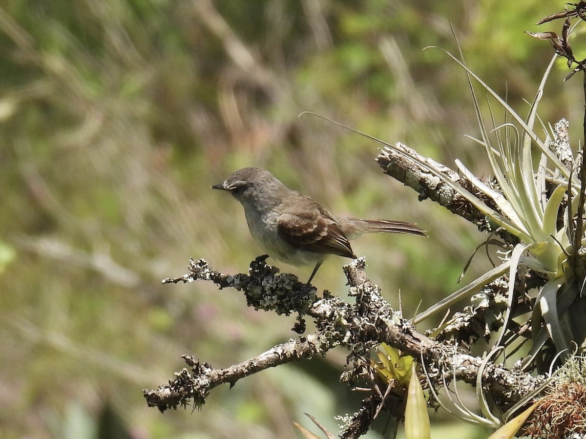 Marañon Tyrannulet - ML643708435