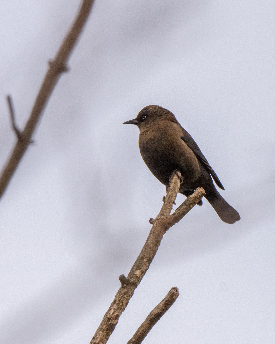 Rusty Blackbird - ML643708443