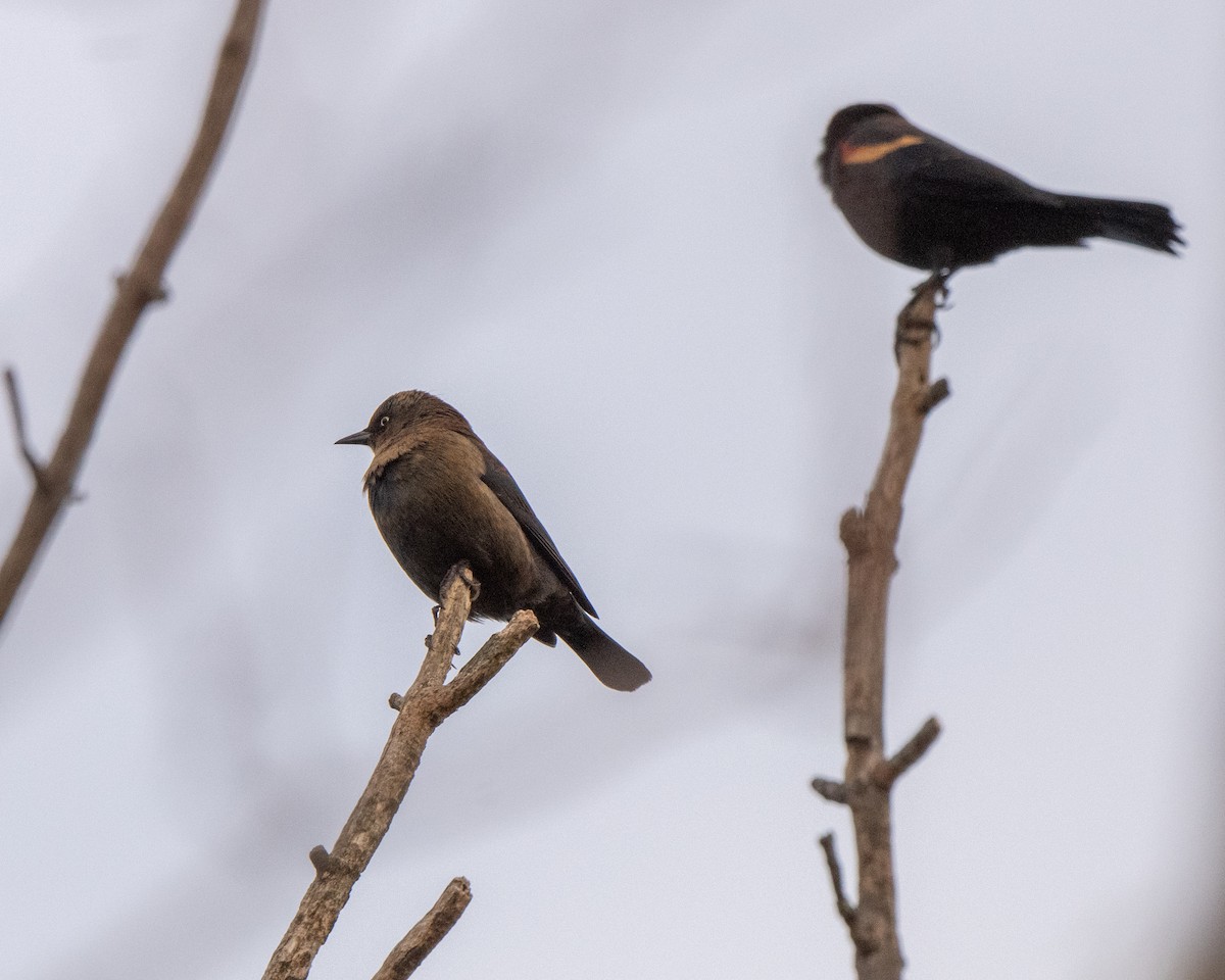 Rusty Blackbird - ML643708451
