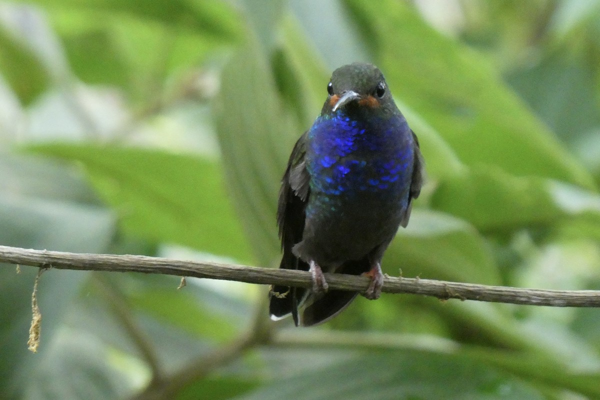 Colibri de Bouguer - ML643708470