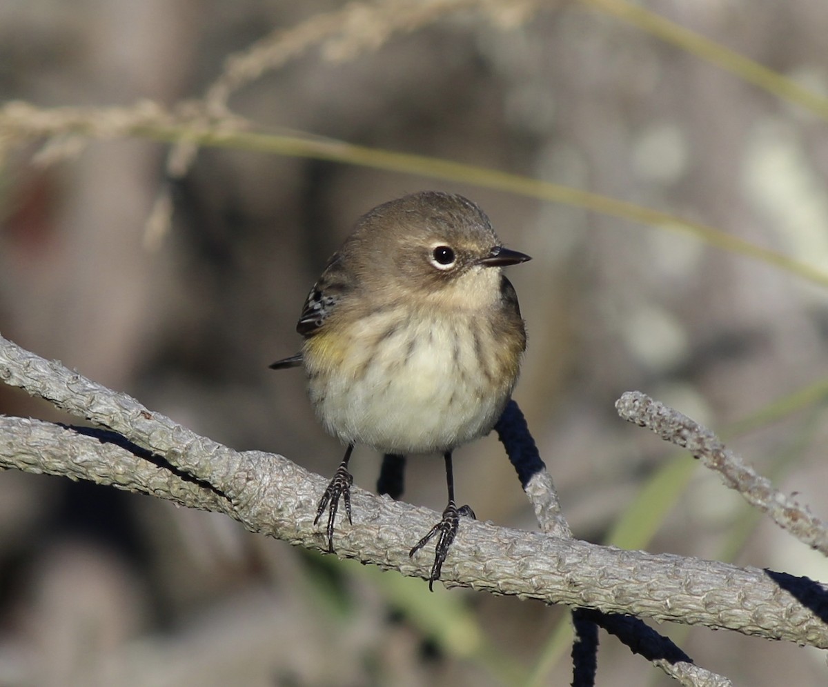 Yellow-rumped Warbler - ML643708472