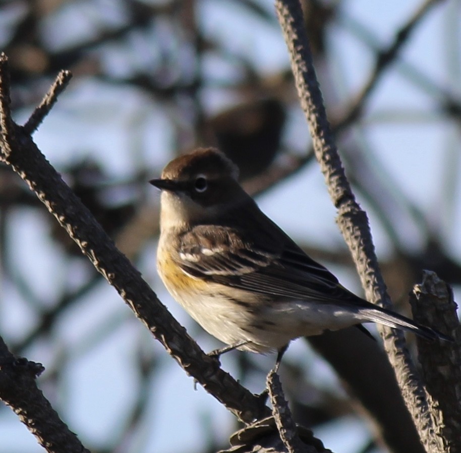 Yellow-rumped Warbler - ML643708473