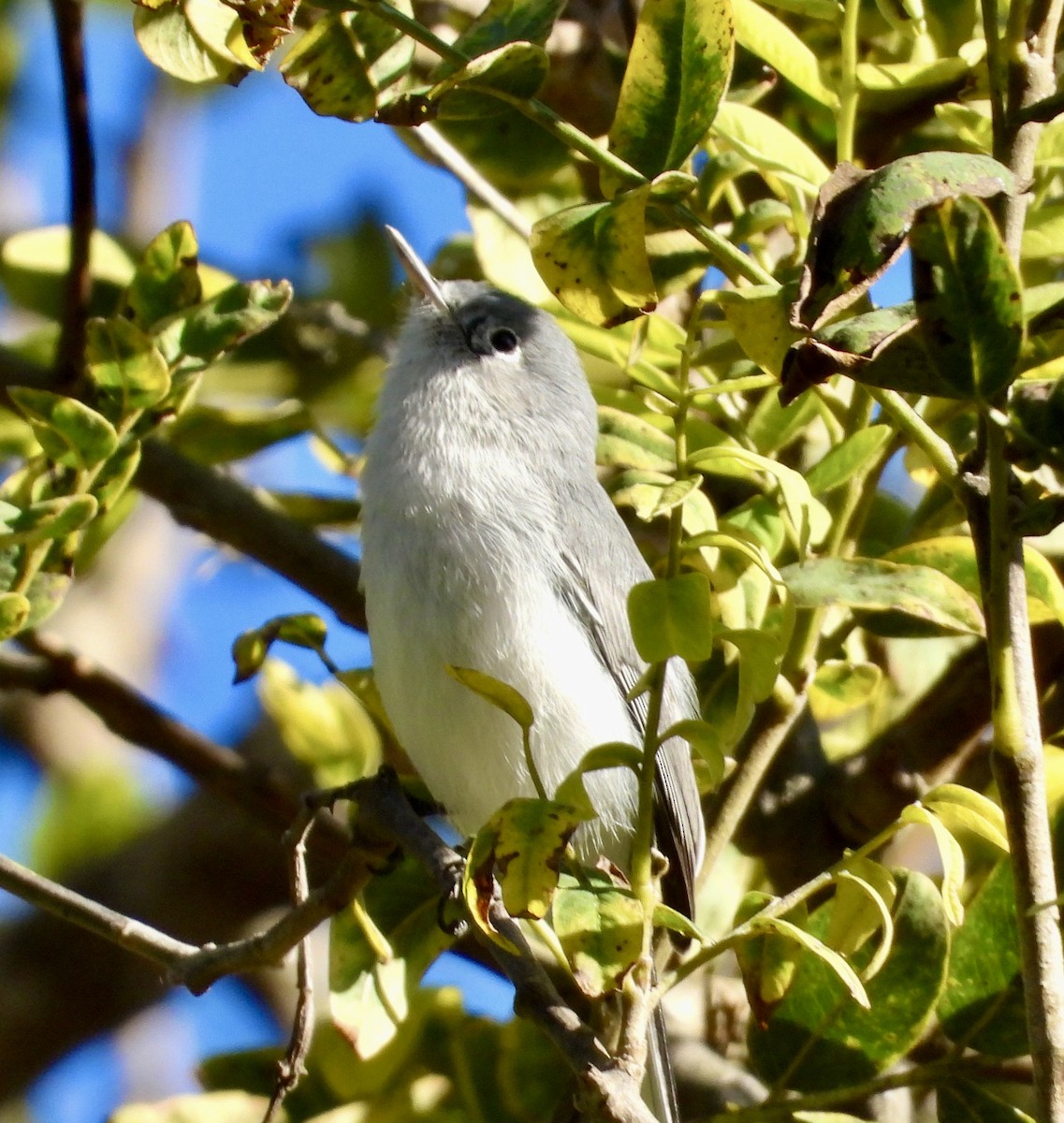 Blue-gray Gnatcatcher - ML643708488