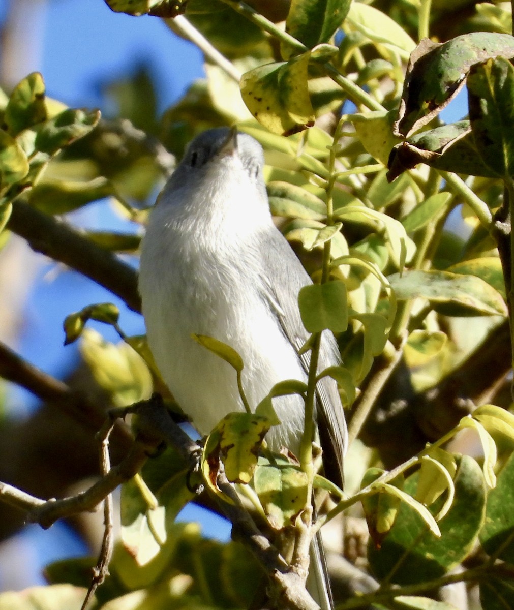 Blue-gray Gnatcatcher - ML643708489