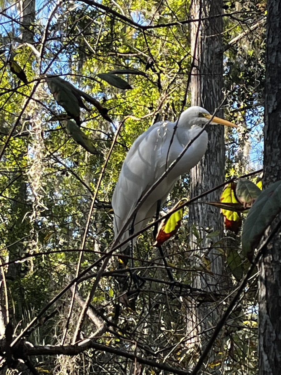 Great Egret - ML643708507