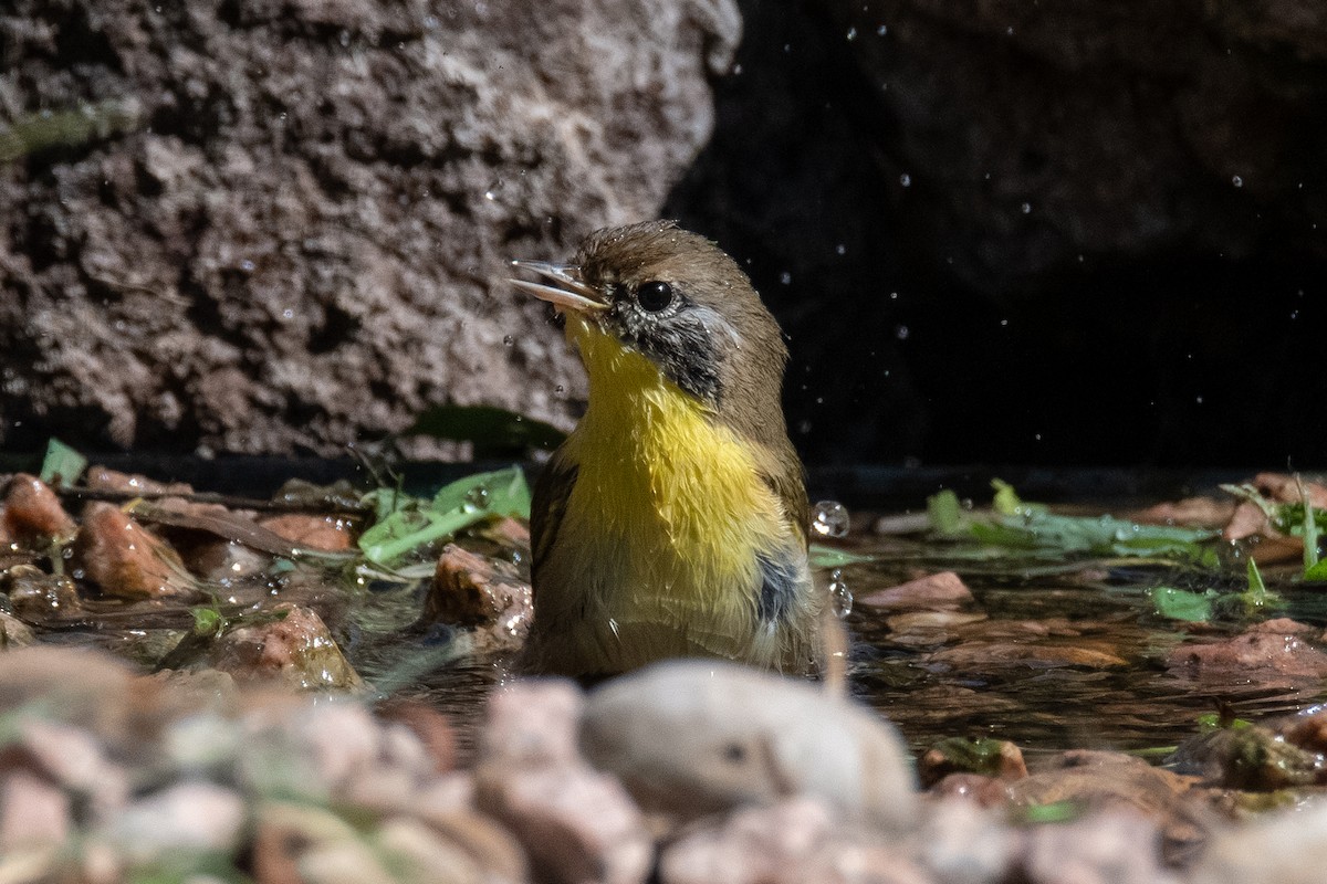 Common Yellowthroat - ML643708515