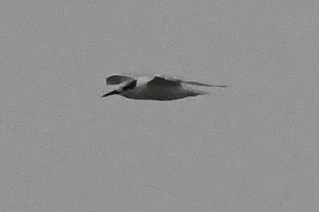 rybák severní - ML643708523