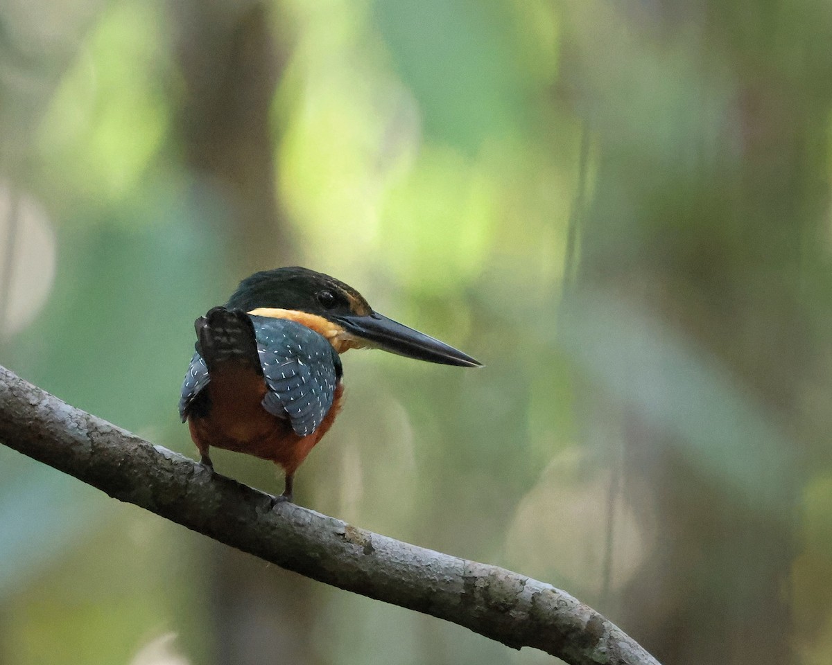 Green-and-rufous Kingfisher - ML643708531