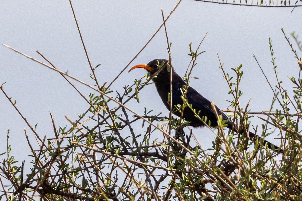 Abyssinian Scimitarbill - ML643708552