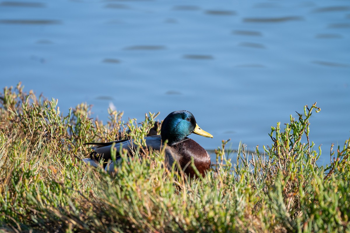 Canard colvert - ML643708555