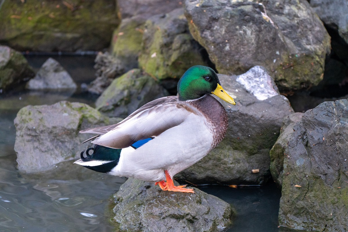 Canard colvert - ML643708556