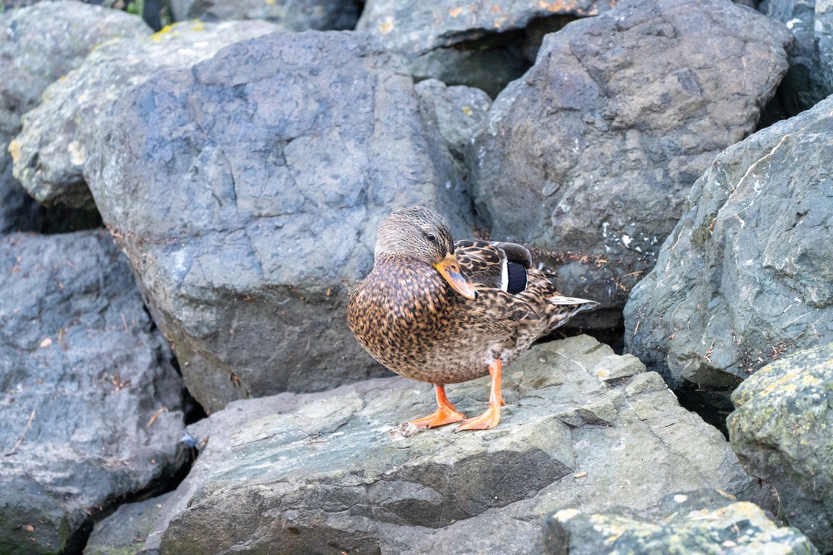 Canard colvert - ML643708557