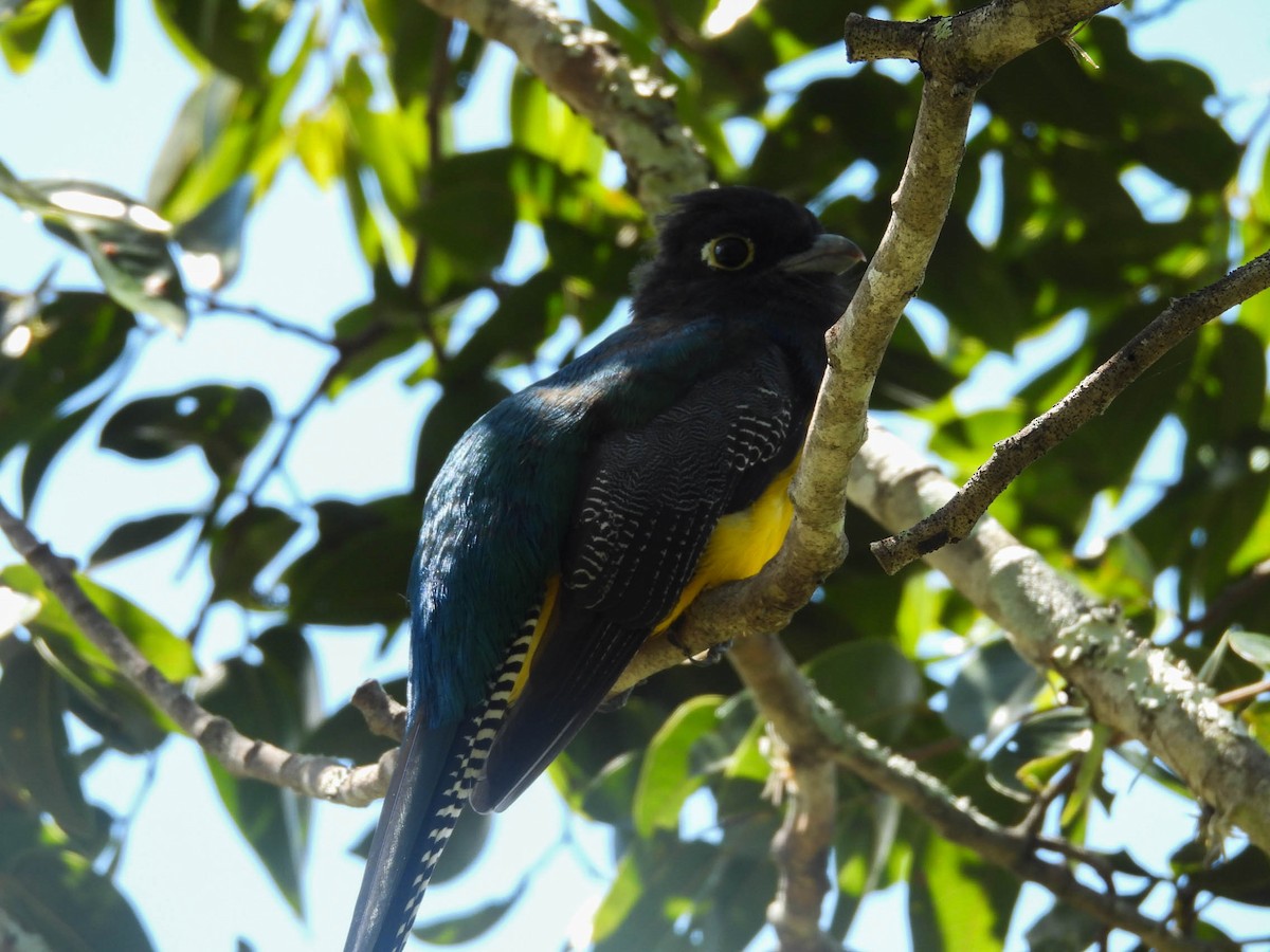 Gartered Trogon - ML643708561