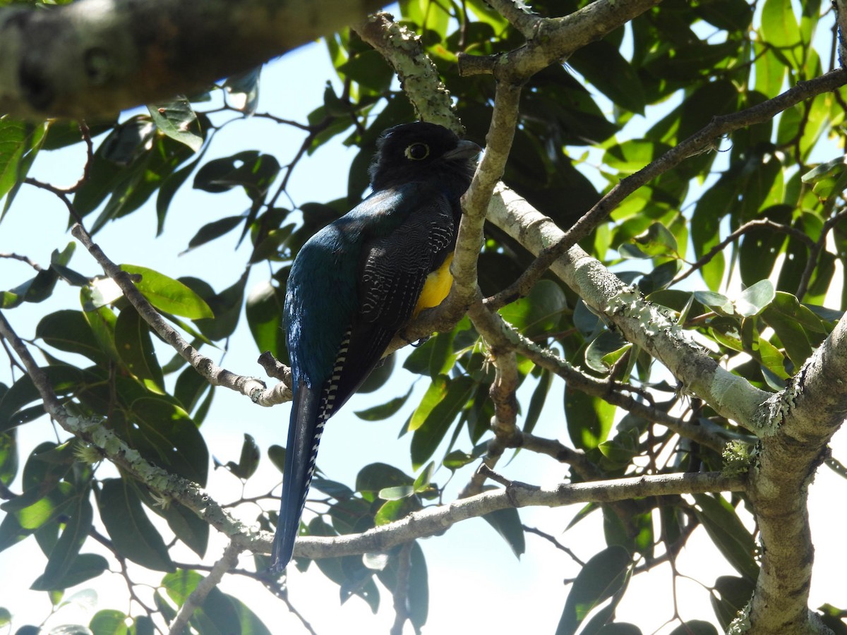 Gartered Trogon - ML643708563